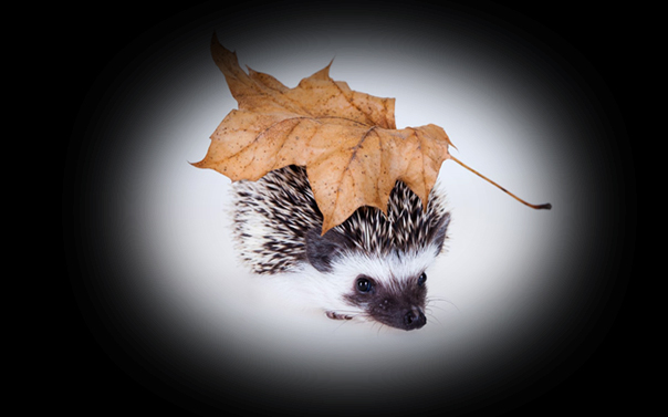 hedgehog with leaf on top of it