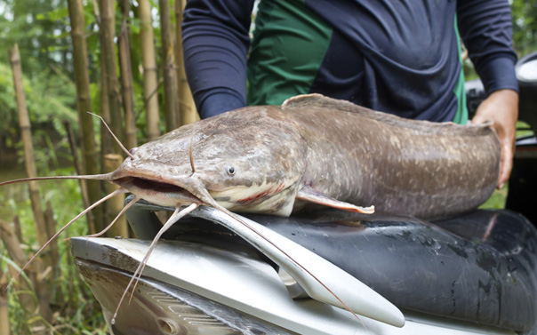 recently caught catfish on motorcycle