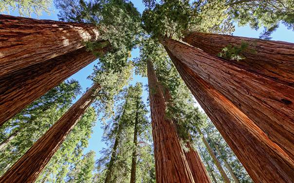 looking up at the redwood trees