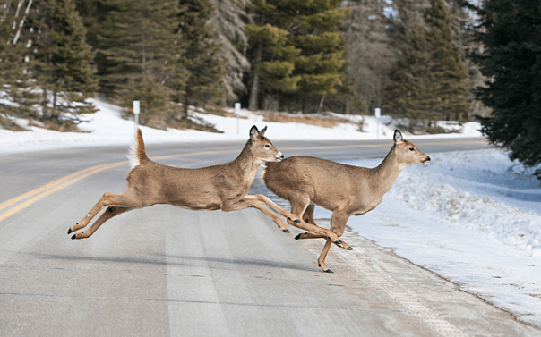 two deer running across a two lane road