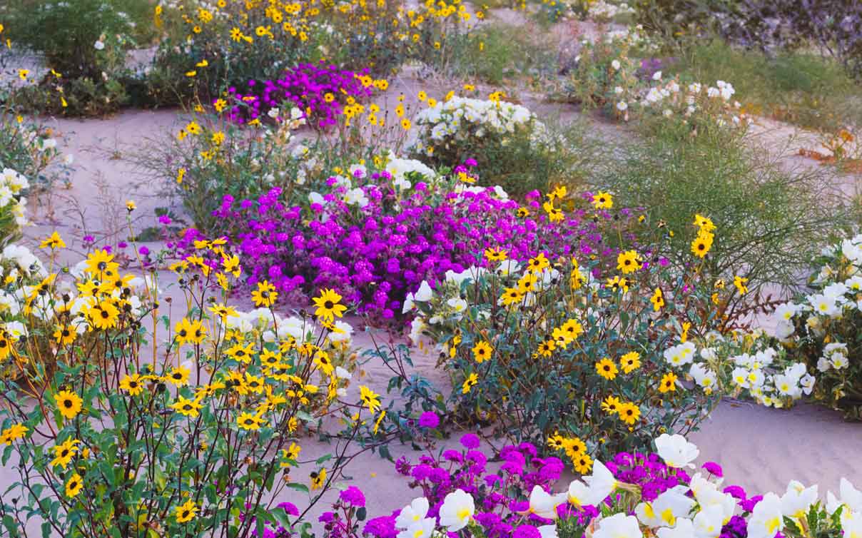 Colorful flowers along landscape