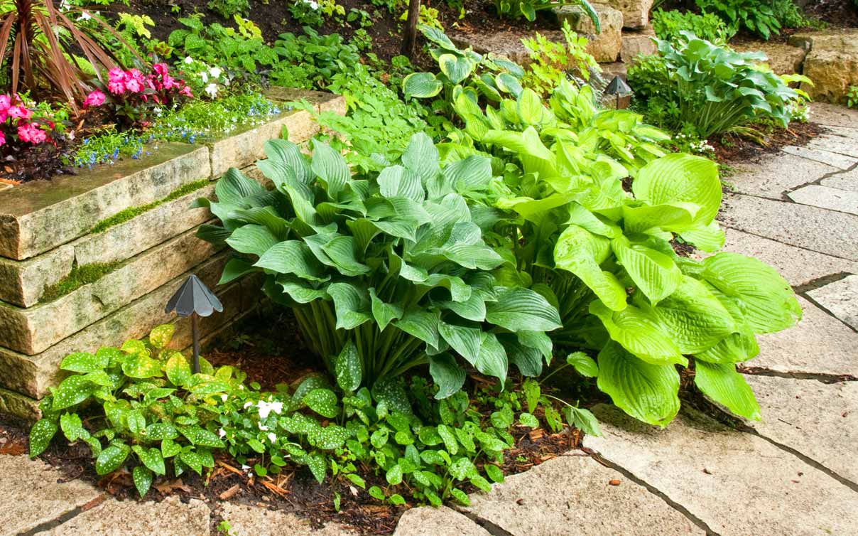 Green plants along walkway