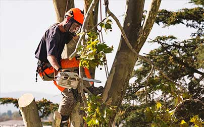 Man cutting tree limbs