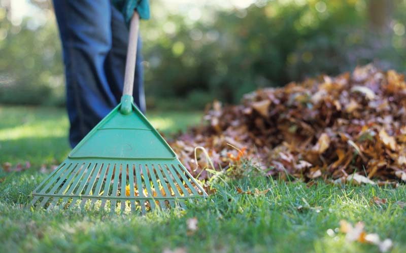 Person raking leaves in yard