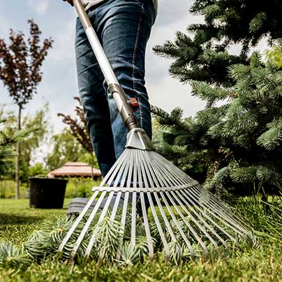 Person raking pine tree debris