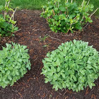 Healthy plant leaves growing in yard