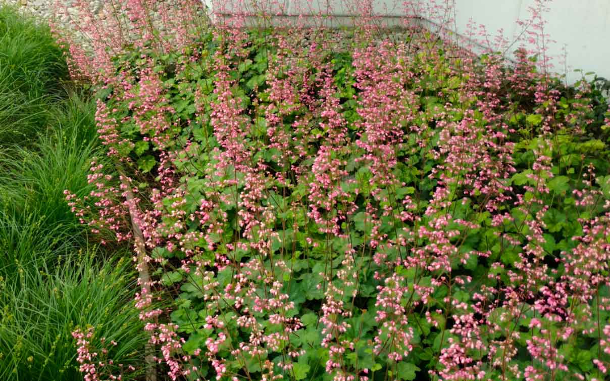 Coral bells plant and flowers