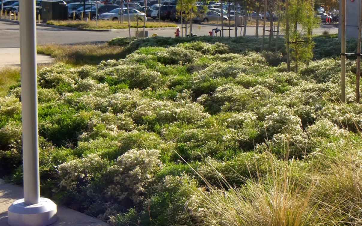 Coyote brush, dwarf plant