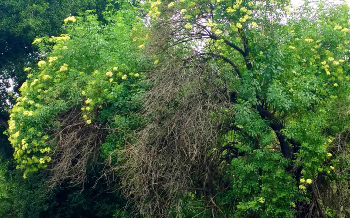 Elderberry tree overgrown and dry