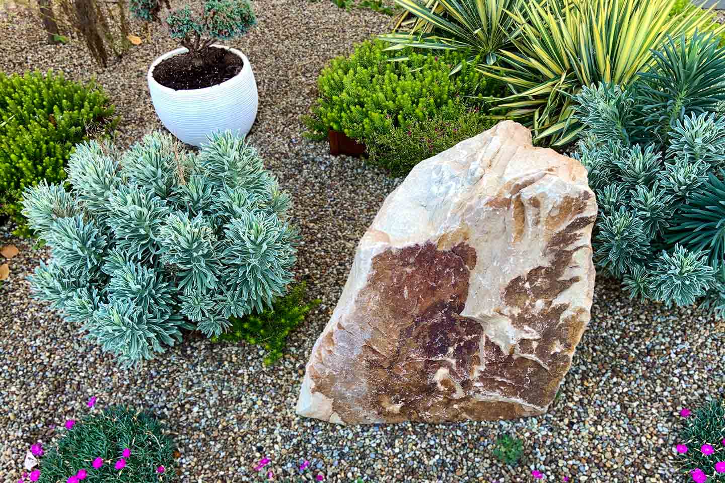 Front yard of drought-tolerant landscaping