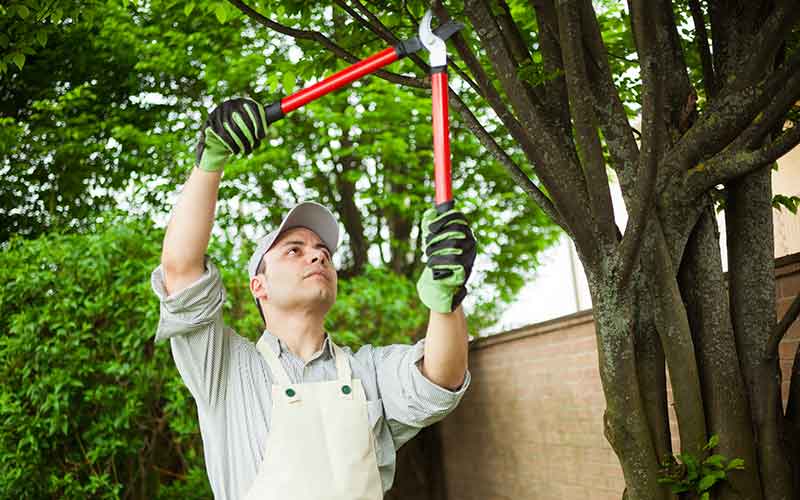 Man trimming low hanging branches