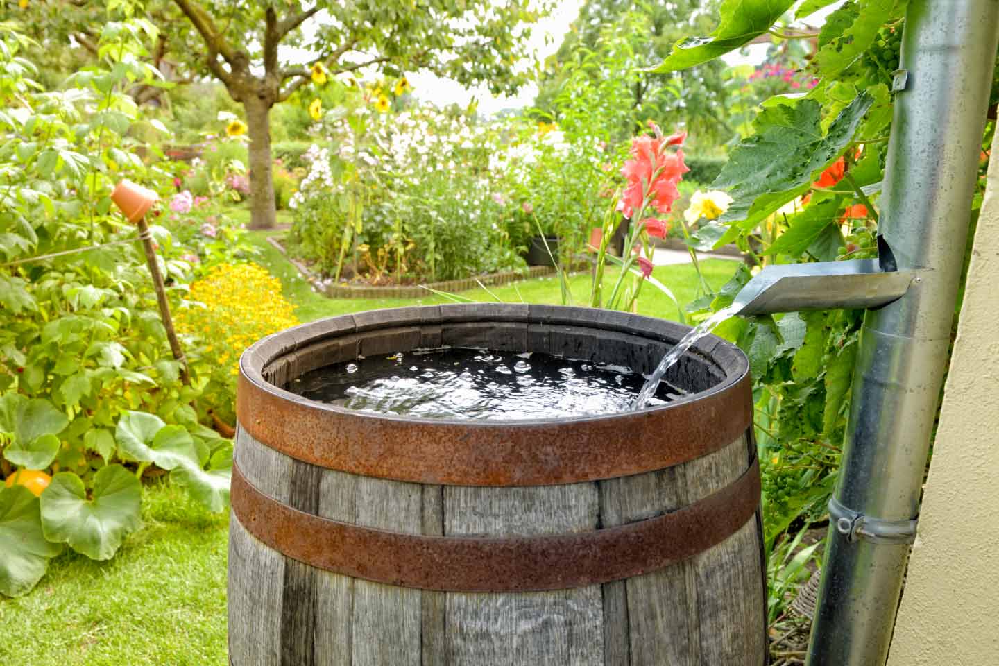 Rain barrel in the garden collecting water from a downspout